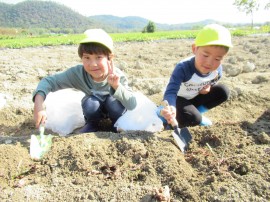 お芋掘りにいったよ（５歳児）